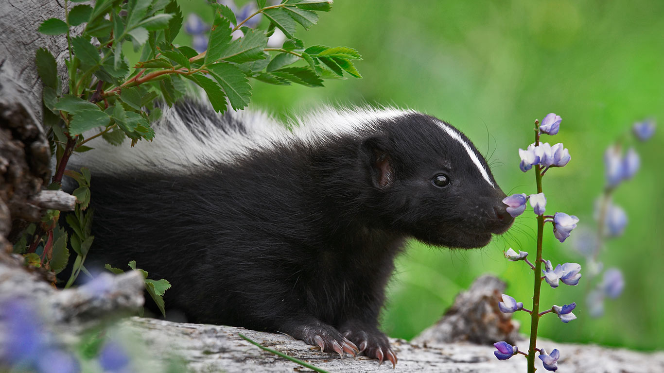 Striped skunk kit smelling a wildflower (© Tim Fitzharris/Minden Pictures)(Bing United Kingdom)