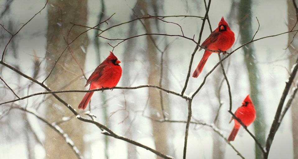 Male northern cardinals in the snow (© Robert Shaw/Alamy) &copy; (Bing United Kingdom)