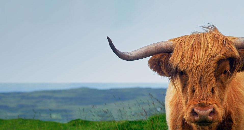 Highland cow on the Isle of Skye in Scotland, United Kingdom (© SIME/eStock Photo) &copy; (Bing United Kingdom)