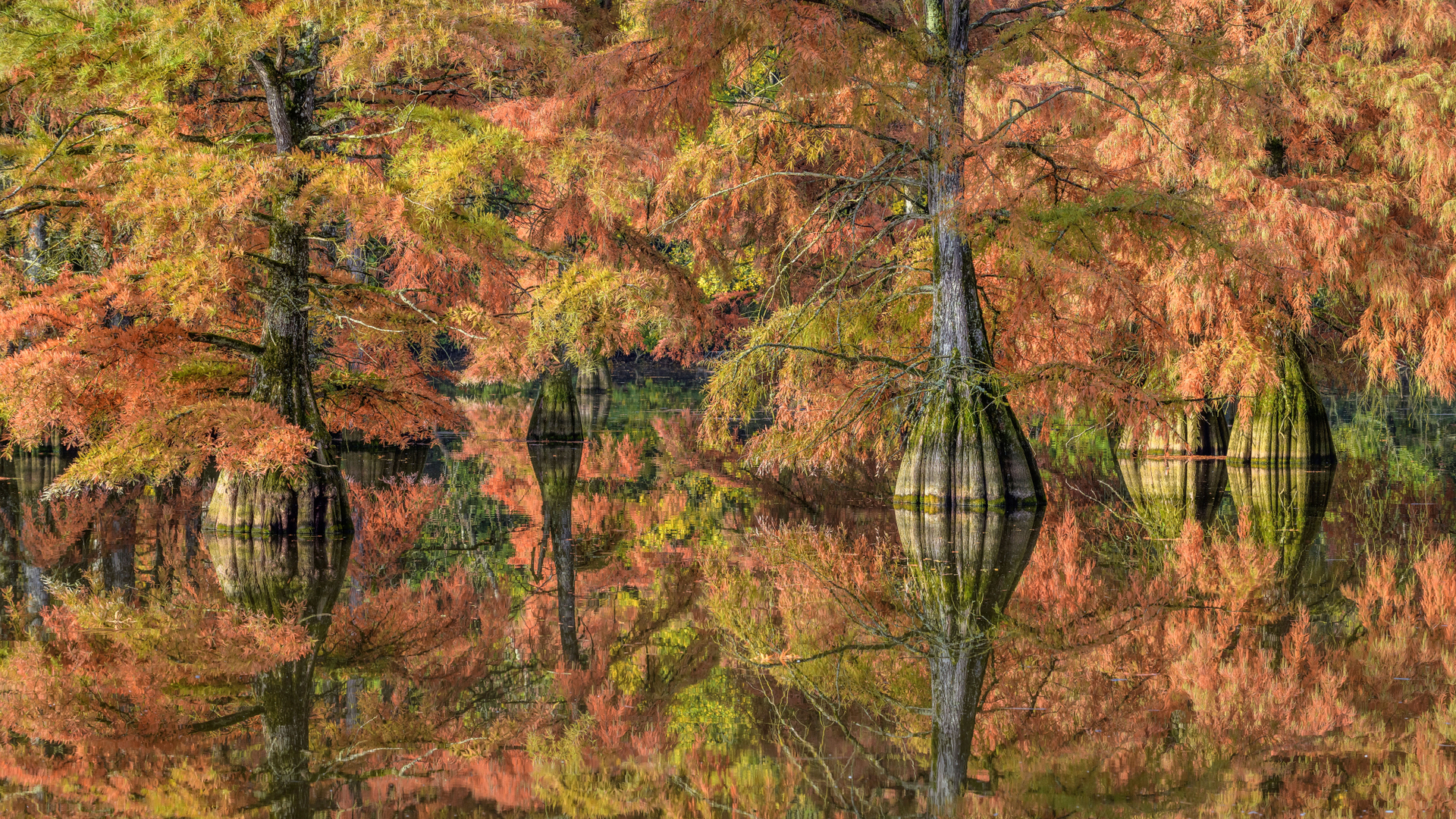 Cyprès chauves aux couleurs d’automne en Isère (© Jean-Philippe Delobelle/Minden Images)(Bing France)