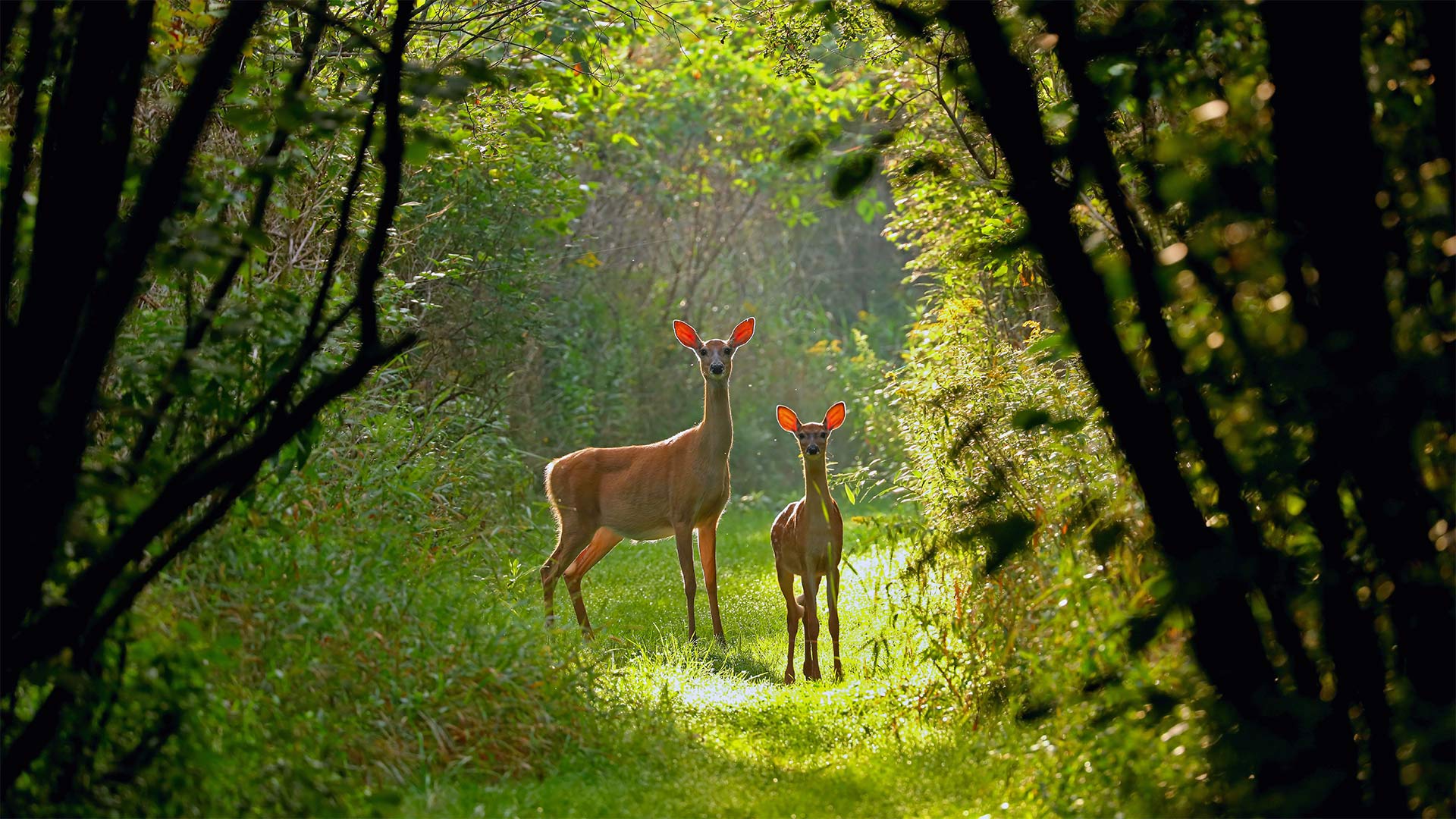 White-tailed doe and fawn in Wisconsin, USA (© Karel Bock/Shutterstock)(Bing United Kingdom)