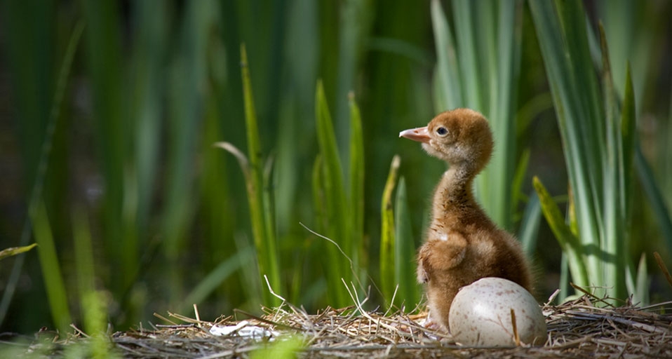 Young common crane (Grus grus) in nest, Mecklenburg-Western Pomerania ,Germany -- Franz Christoph Robil/age fotostock &copy; (Bing United Kingdom)