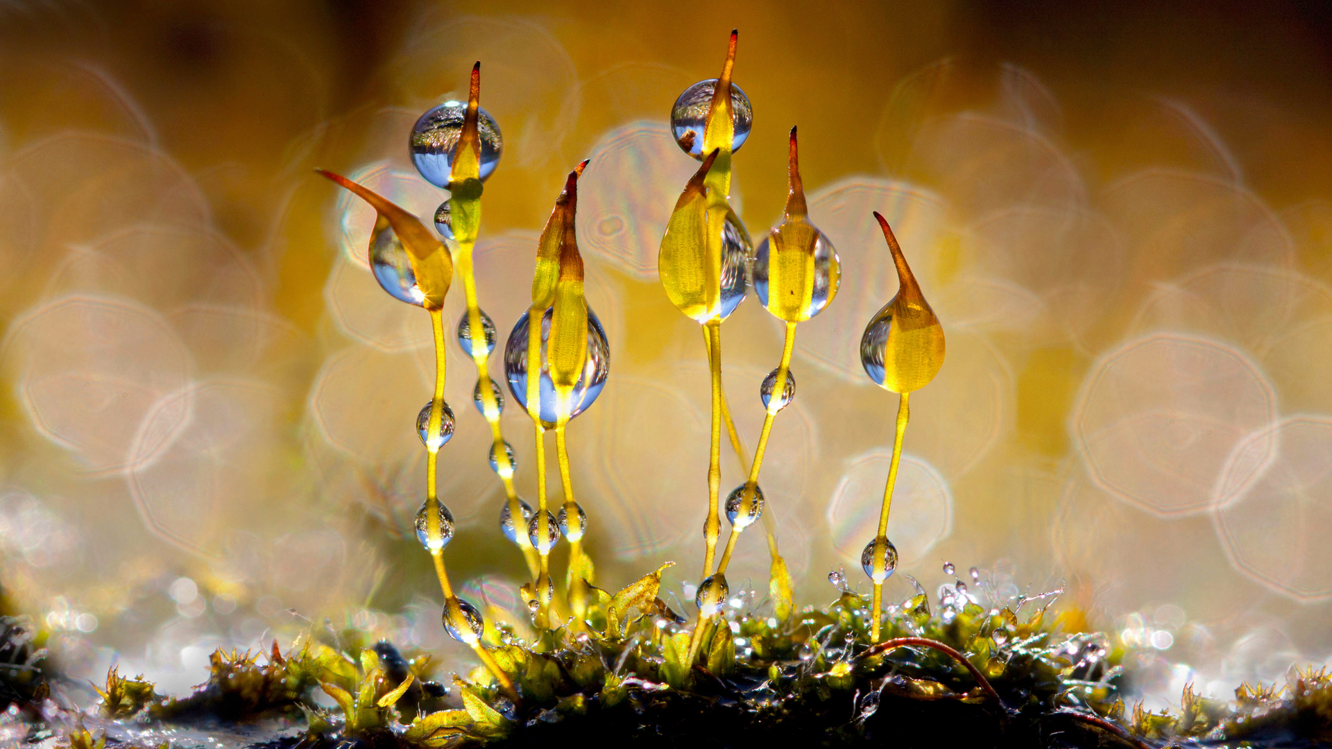 Muschio tortula muralis bagnato da gocce d'acqua, Paesi Bassi (© Arjan Troost/Minden Pictures)(Bing Italia)