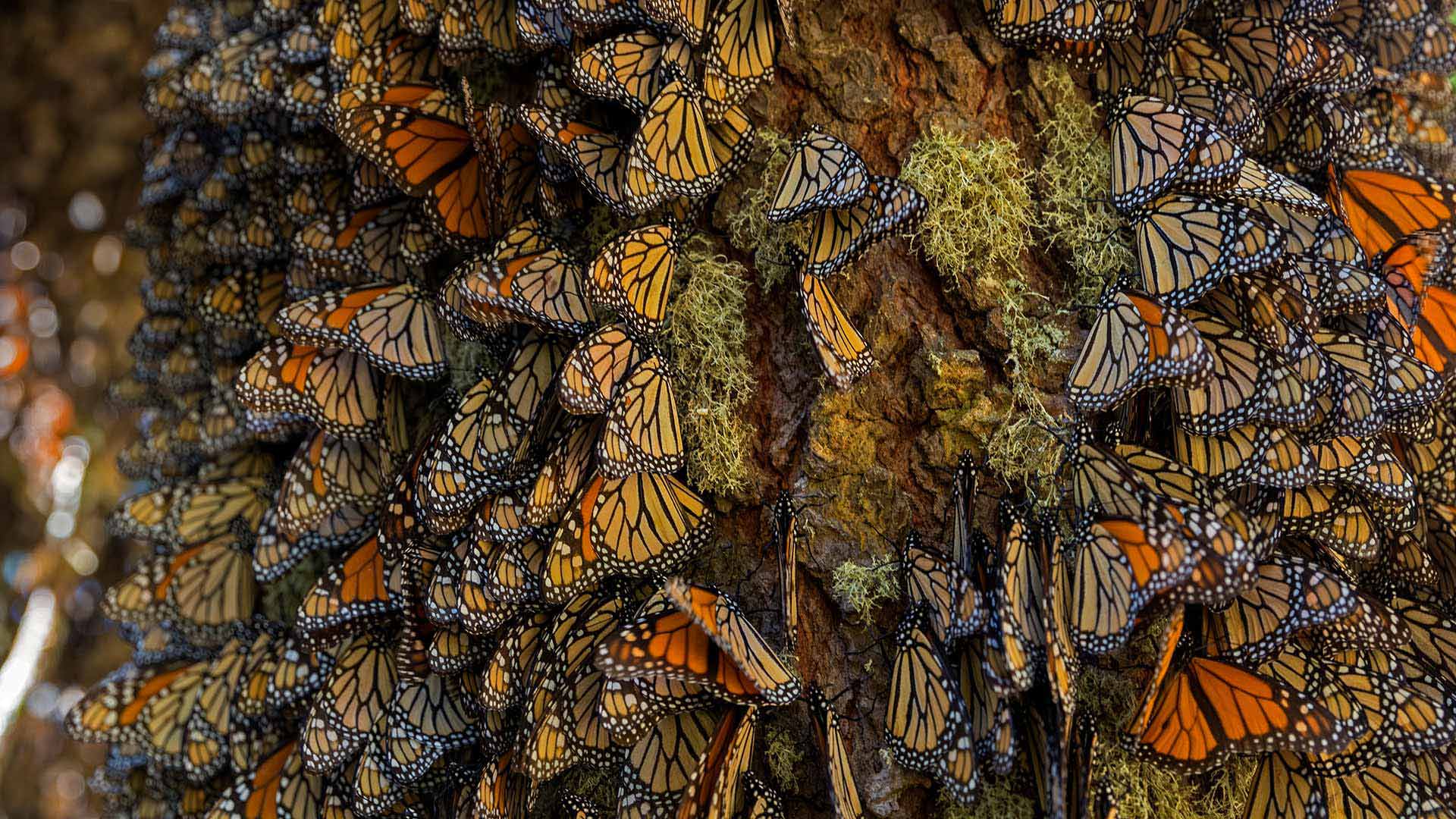 Monarch butterflies wintering in Michoacán, Mexico (© Sylvain Cordier/Getty Images)(Bing United Kingdom)