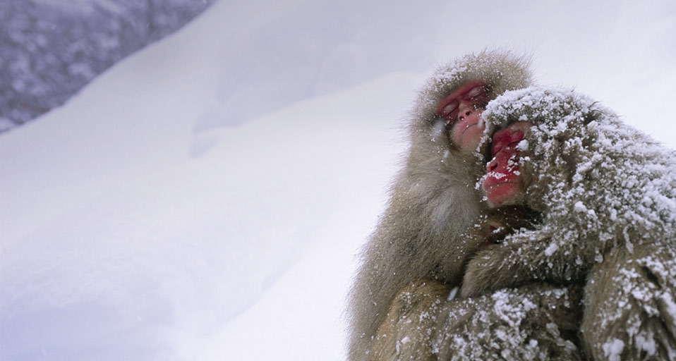 ｢ニホンザル｣長野, 地獄谷 (© Yukihiro Fukuda/Aflo Foto Agency/Photolibrary) &copy; (Bing Japan)