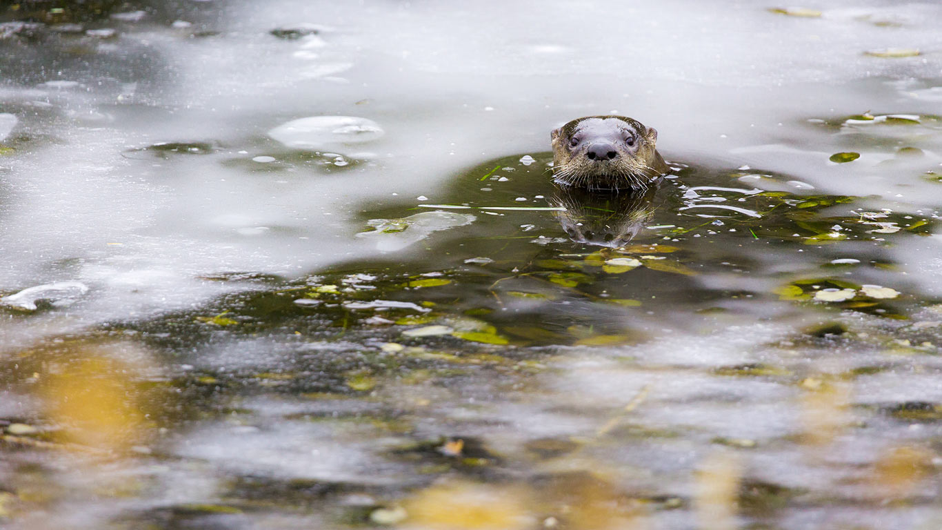 An otter peeks out from a hole in the ice in Riding Mountain National Park, Manitoba, Canada (© Mike Cavaroc/Tandem Stills + Motion)(Bing Canada)