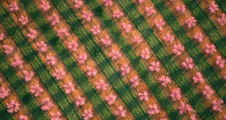 Aerial view of a peach orchard in full springtime bloom near Chesnee, South Carolina, USA (© Harrison Shull/Aurora Photos) &copy; (Bing United Kingdom)