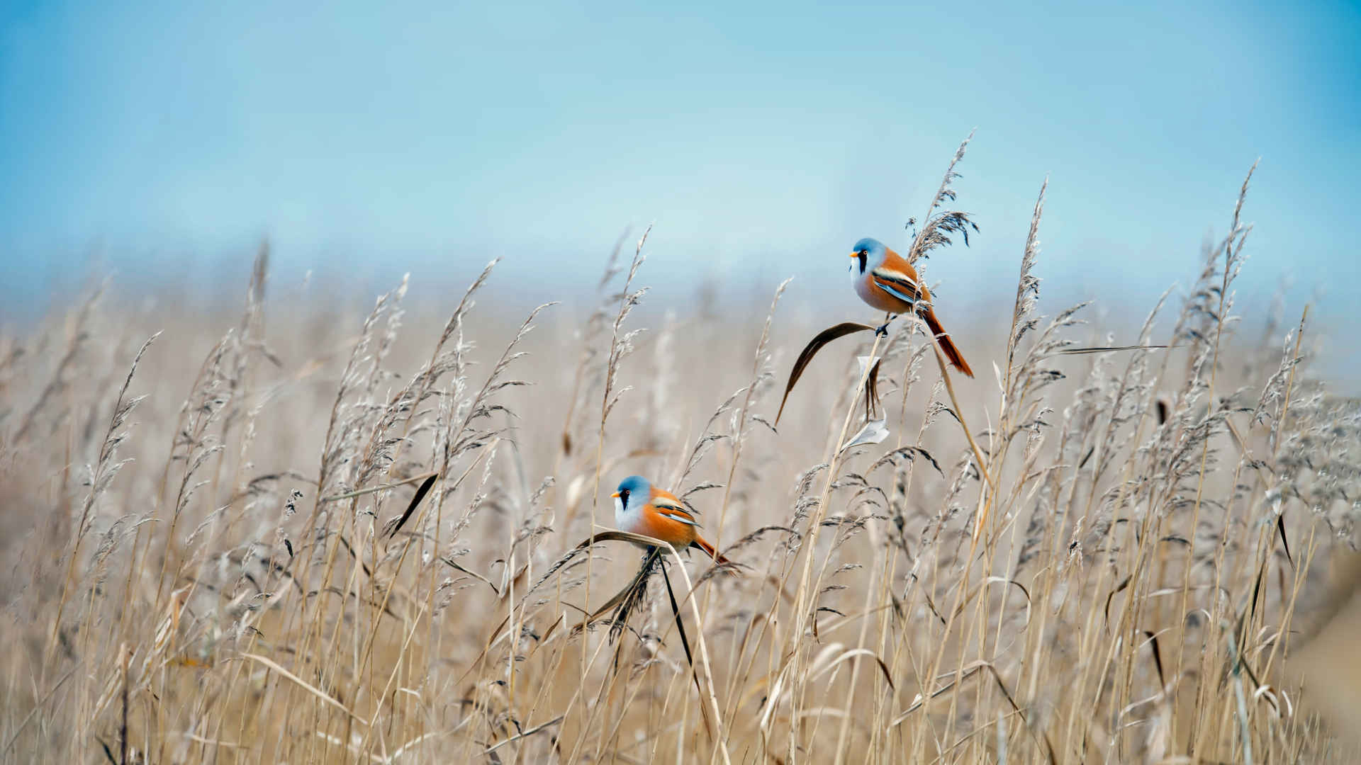 Bearded reedlings at a wetland in Flevoland, Netherlands (© Gert-Jan IJzerman/Minden Pictures)(Bing Canada)