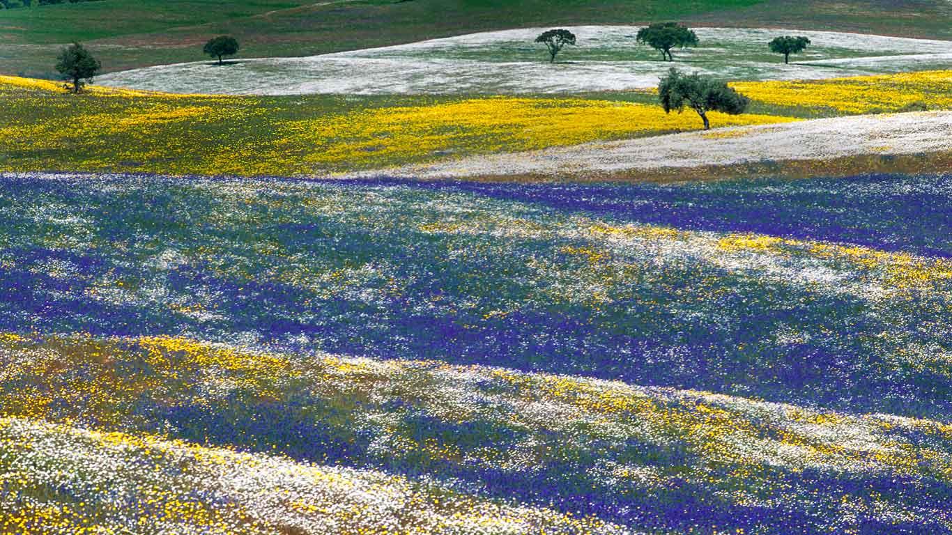 Spring flowers in Alentejo, Portugal (© Luis Quinta/Minden Pictures(Bing United States)