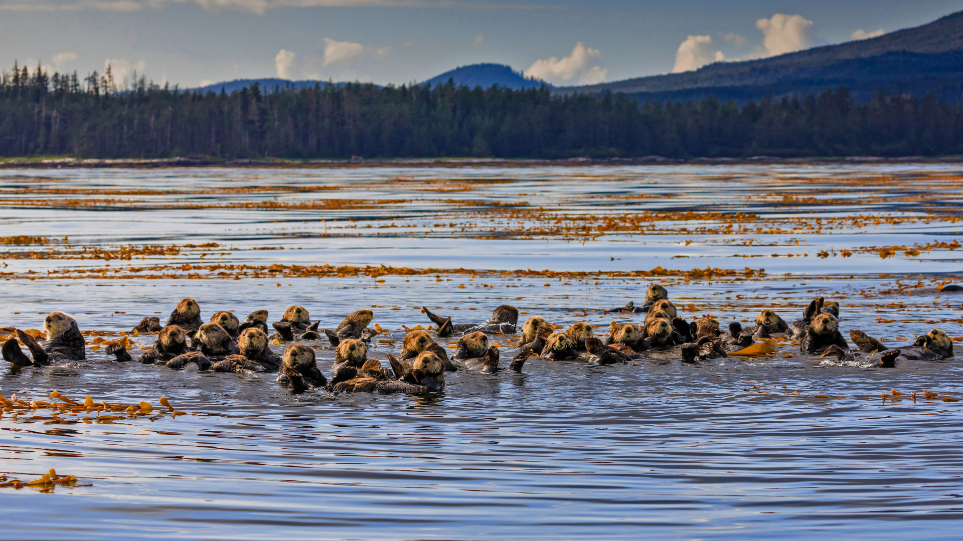 Raft of sea otters in Sitka Sound, Alaska, USA (© Robert Harding/Offset/Shutterstock)(Bing United Kingdom)