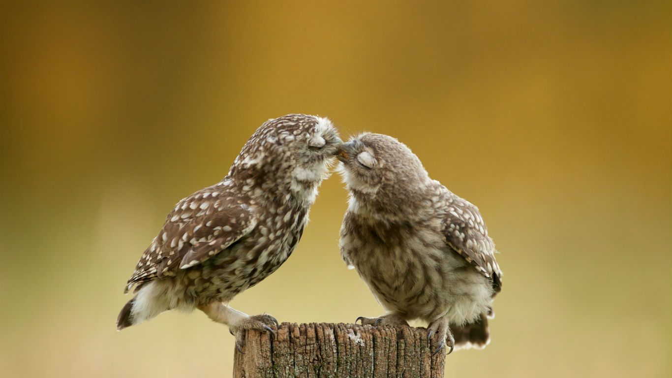 Burrowing owl chicks (© Mark Bridger/Shutterstock/Offset)(Bing United Kingdom)