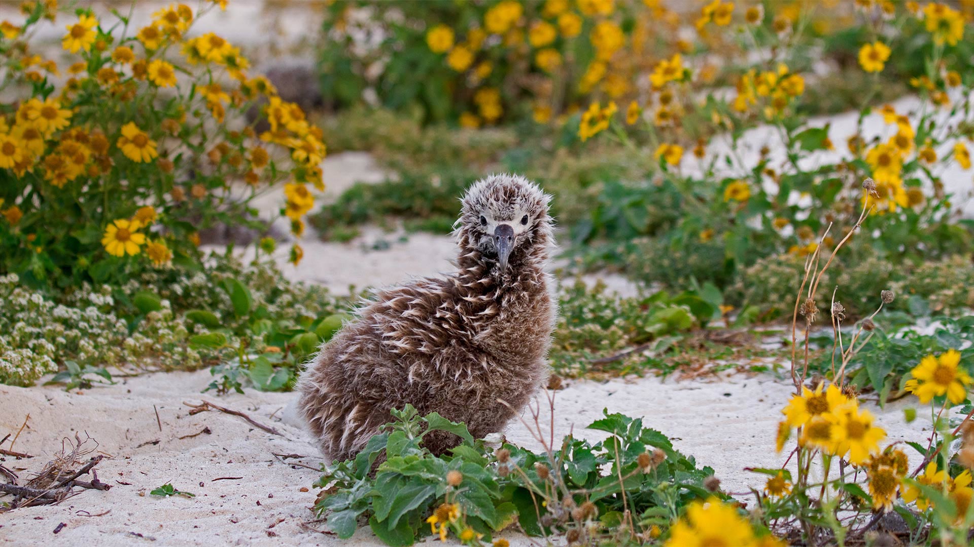 Laysan albatross chick on Midway Atoll, Northwestern Hawaiian Islands (© Jaymi Heimbuch/Minden Pictures)(Bing United Kingdom)