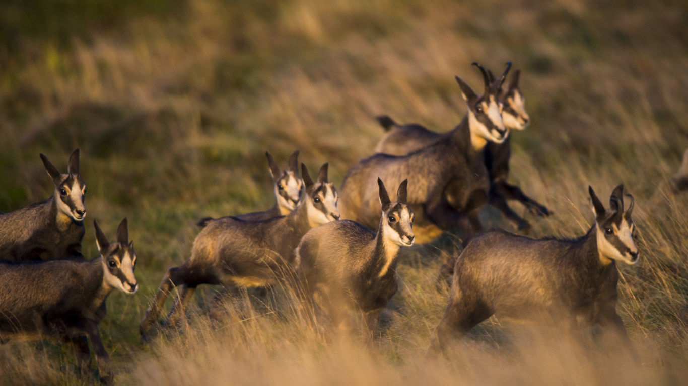 Harde de chamois en automne, Vosges (© Berndt Fischer/Age fotostock)(Bing France)