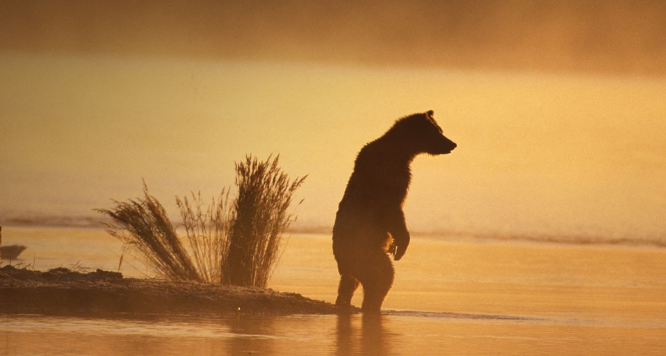 Braunbär im Nebel des Katmai-Nationalparks, Alaska – Alaska Stock Images/age fotostock &copy; (Bing Germany)