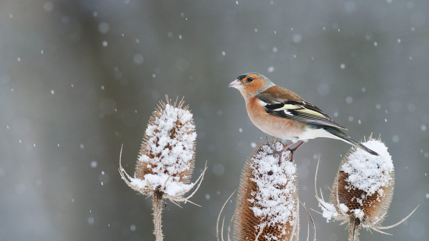A chaffinch perched on a snow-covered teasel in Kent (© Robert Canis/Minden Pictures)(Bing United Kingdom)