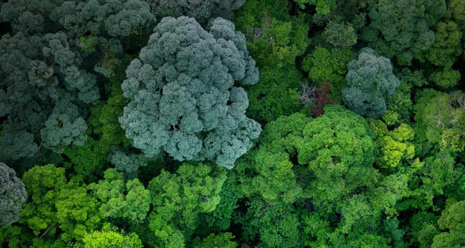 Aerial view of forest near Johor, Malaysia  -- Justin Guariglia/Corbis &copy; (Bing United Kingdom)