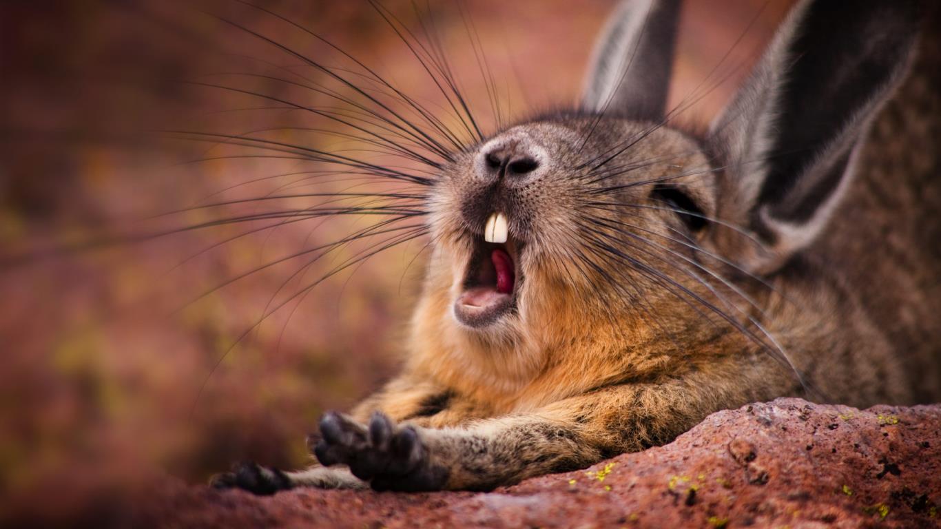 Mountain Viscacha (Lagidium viscacia) yawning, near the salt lake, Salar de Surire, in the province of Parinacota, far northern Chile (© Bob Wickham/Oxford Scientific/Getty Images)(Bing United Kingdom)