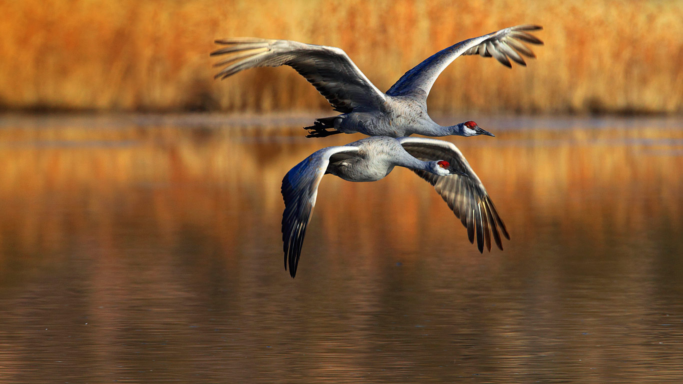 Sandhill cranes flying over Bosque del Apache National Wildlife Refuge, New Mexico (© Patrick Frischknecht/Aurora Photos)(Bing United States)