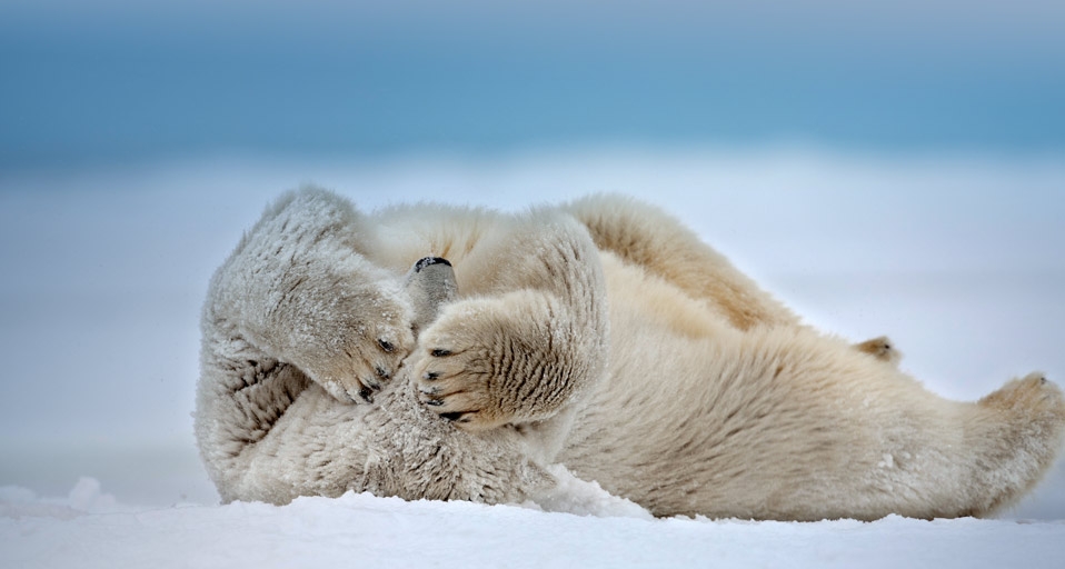 Polar Bear rolling on the frozen Beaufort Sea, near Point Barrow, Alaska, USA (© Patrick J. Endres/Visuals Unlimited) &copy; (Bing United Kingdom)