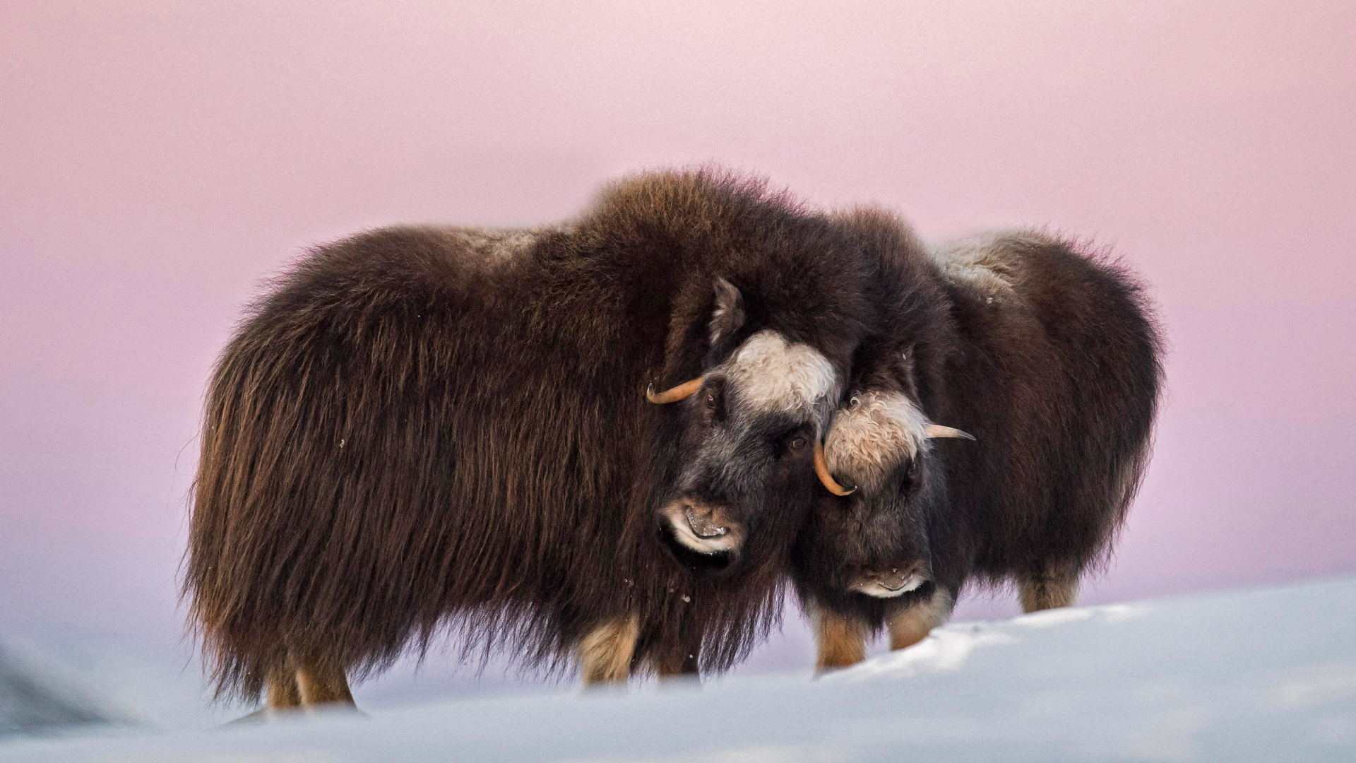 Muskoxen, Dovre-Sunndalsfjella National Park, Norway (© Robert Haasmann/Minden Pictures)(Bing New Zealand)
