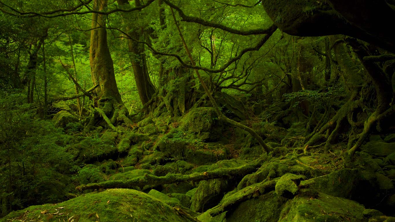 Mononoke Hime no Mori on Yakushima, Japan (© Hiroyuki Nagaoka/Getty Images)(Bing United Kingdom)