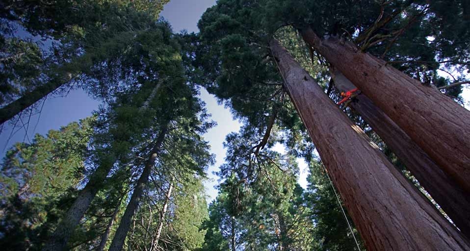 Sequoia tree, California, USA – Olivier Renck/Aurora &copy; (Bing United Kingdom)