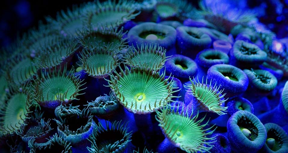 Sea mat (Protopalythoa species) -- Paulo de Oliveira/Photolibrary &copy; (Bing United Kingdom)
