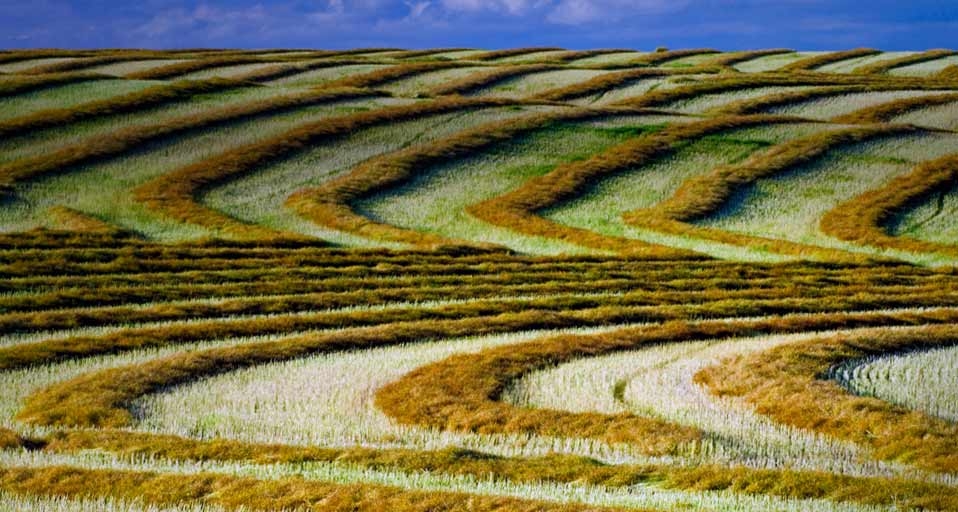 Patterned rows of swathed canola (rape seed) drying in the field prior to harvest (© Mike Grandmaison/Corbis) &copy; (Bing Canada)