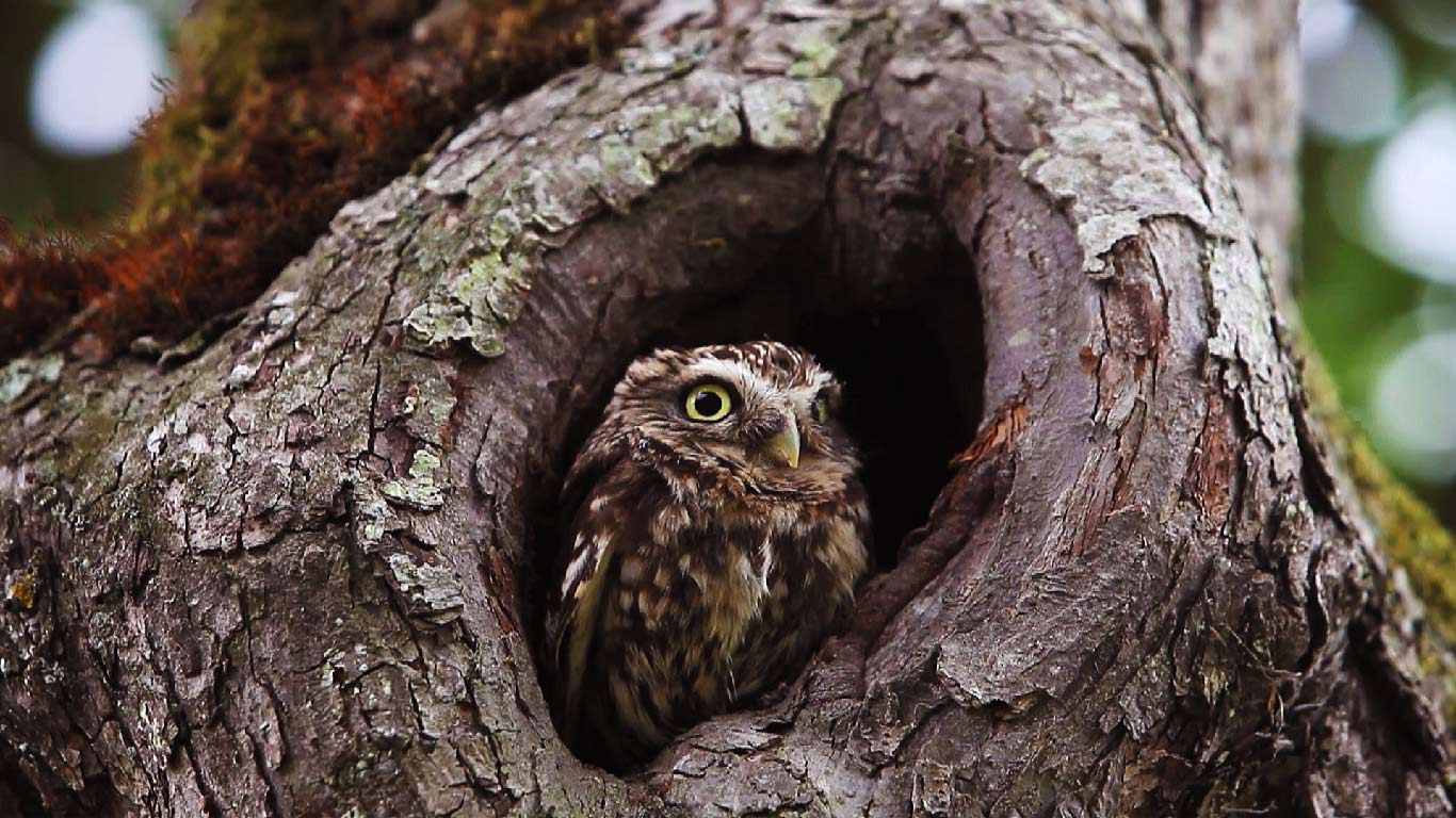 Little owl, Vieux, Calvados, Lower Normandy, France (© Getty Images)(Bing United States)