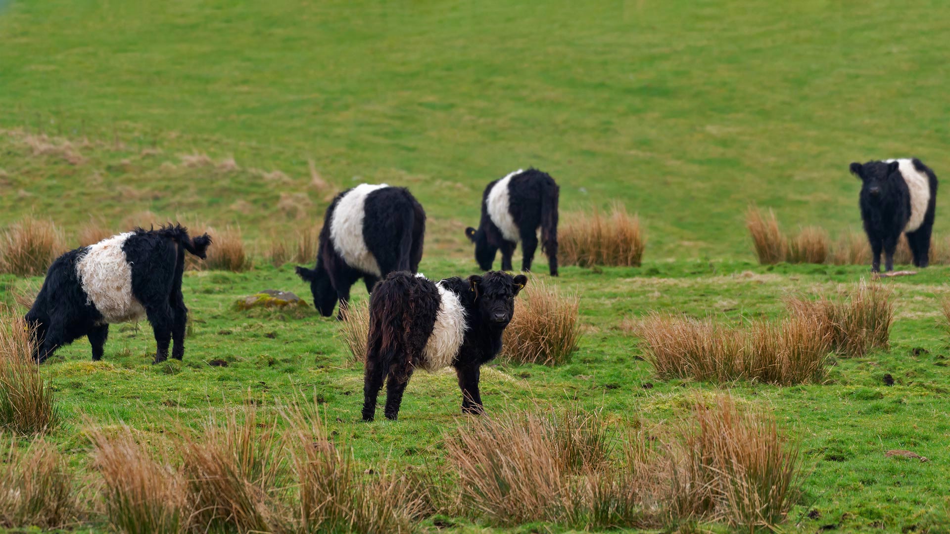 Belted Galloways in Schottland, Vereinigtes Königreich (© JohnFScott/Getty Images)(Bing Deutschland)