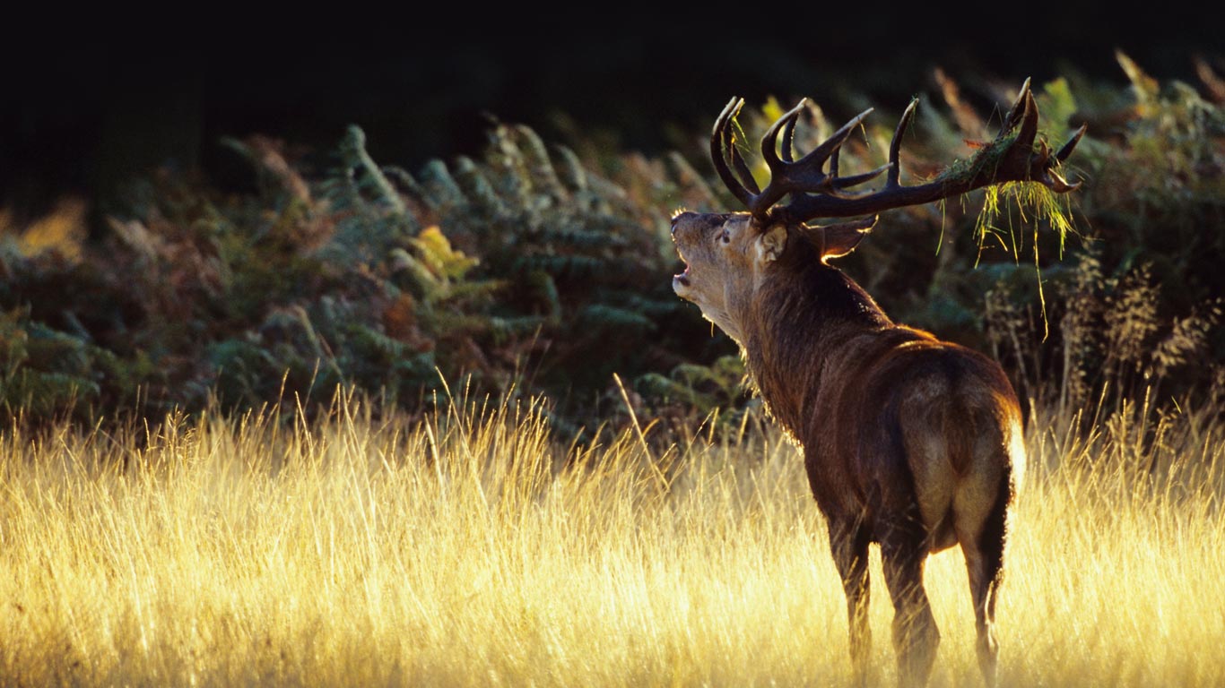 Red deer in Richmond Park, a national nature reserve and deer park in London, England (© NHPA/SuperStock)(Bing United Kingdom)