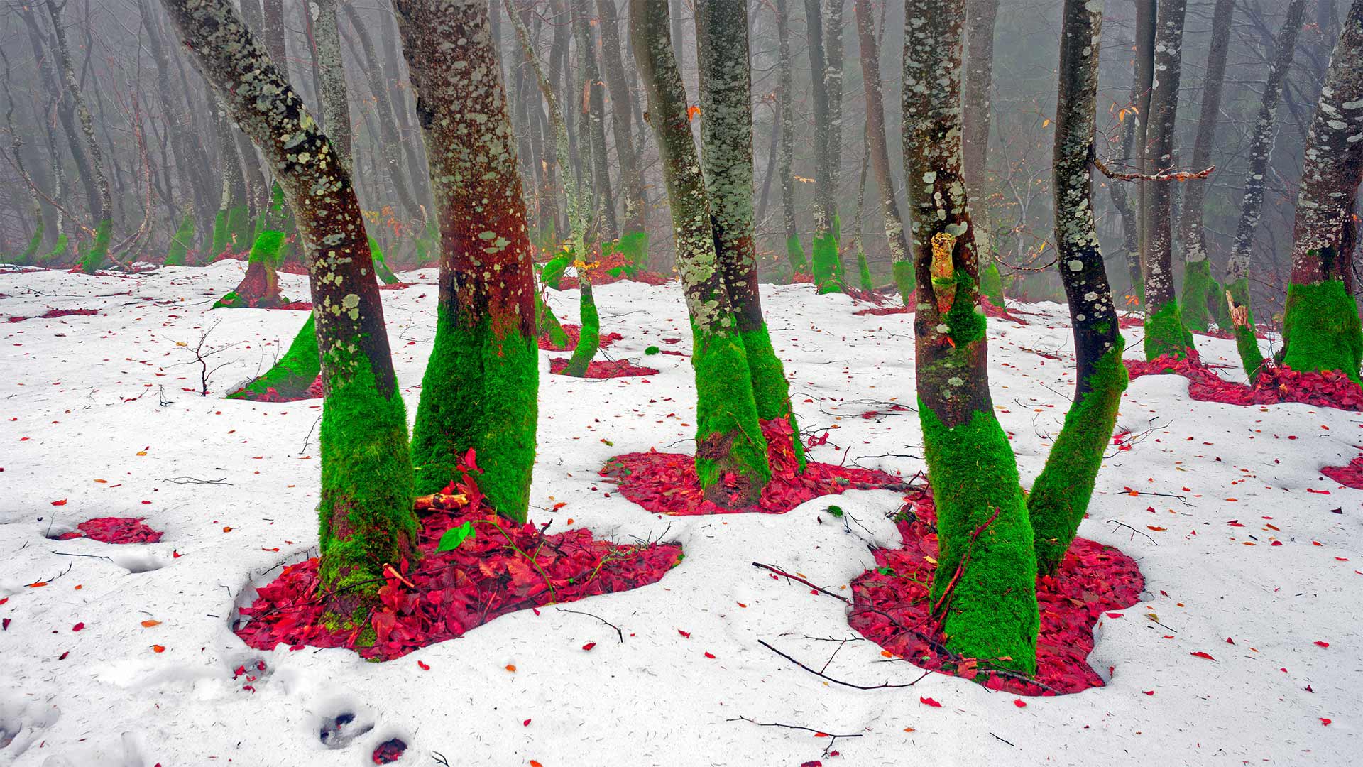 Trees on the northern slope of Mount Khomyak in the Carpathian Mountains, Ukraine (© panaramka/Getty Images)(Bing Canada)