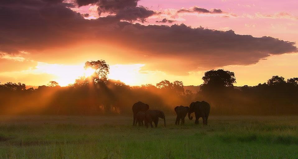 A herd of elephants in the Masai Mara National Reserve, Kenya (© Getty Images) &copy; (Bing United Kingdom)