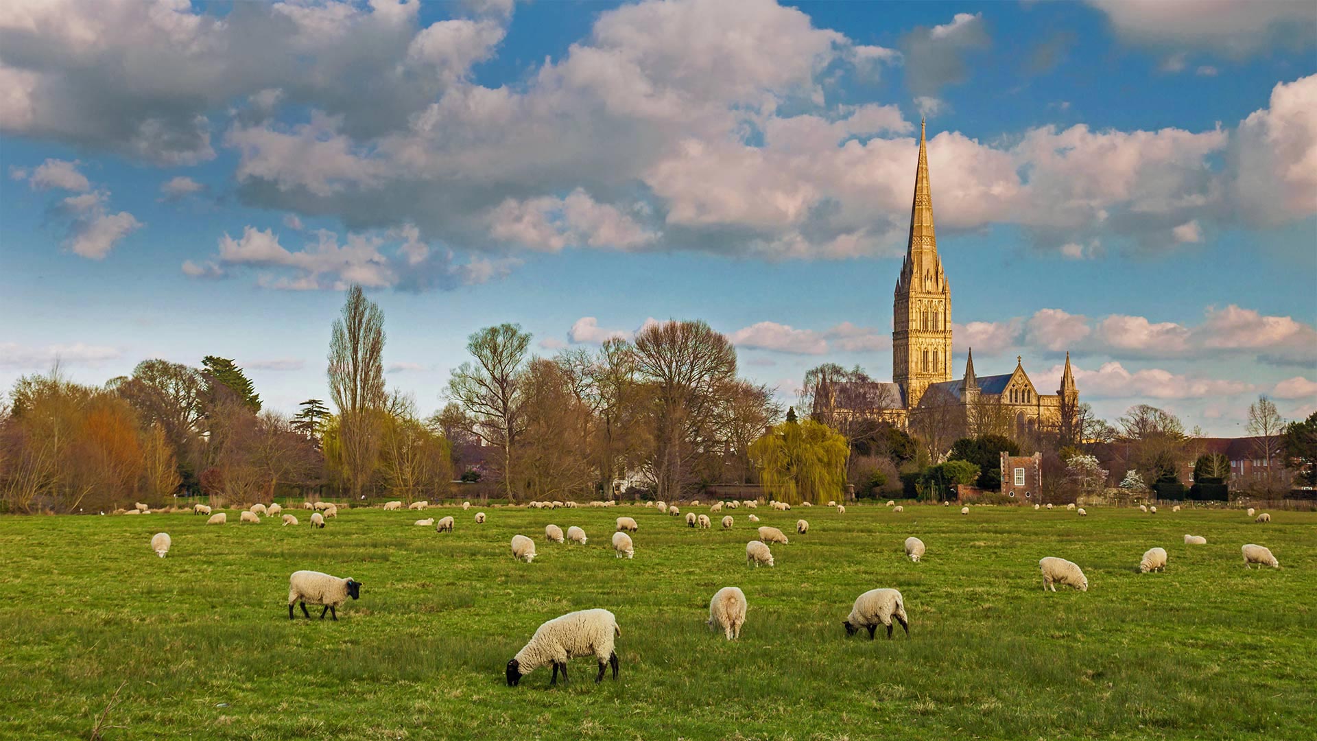 ｢ソールズベリー大聖堂と羊｣イギリス、ソールズベリー (© Slawek Staszczuk Photo/Alamy)(Bing Japan)