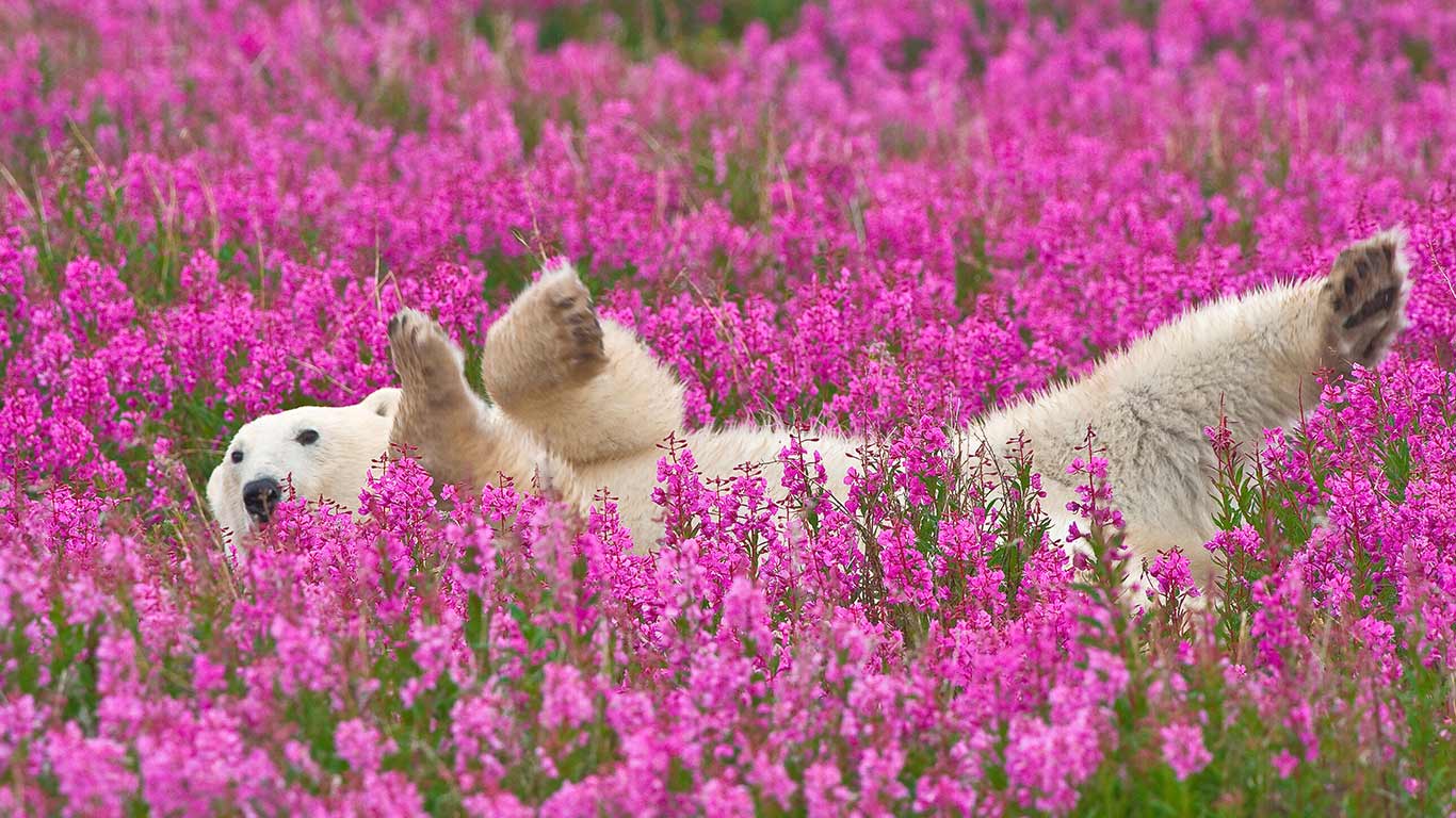 Polar bear (Nanook) playing in fireweed (© Dennis Fast/VWPics/Alamy Stock Photo)(Bing Canada)