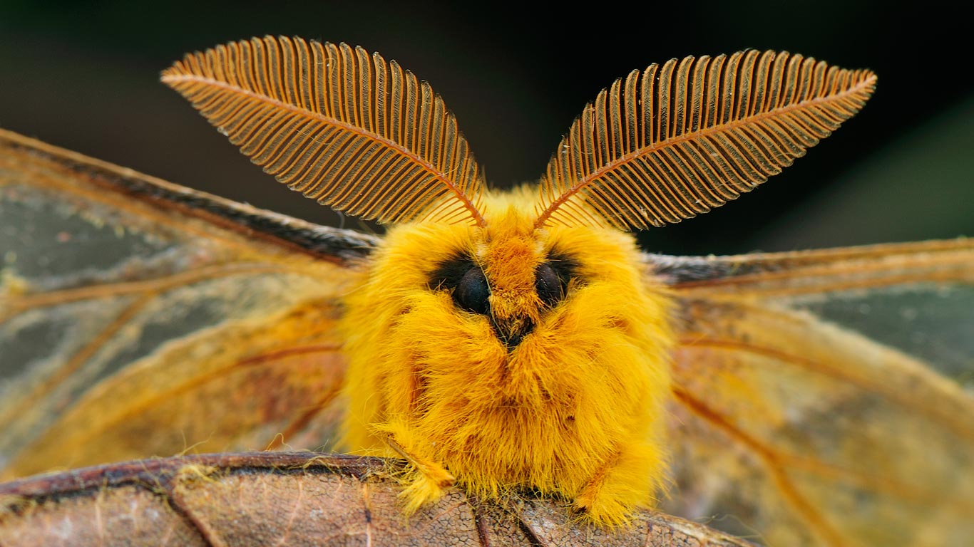 Squeaking silk moth, Qinling Mountains, Shaanxi, China (© Thomas Marent/Minden Pictures)(Bing United Kingdom)