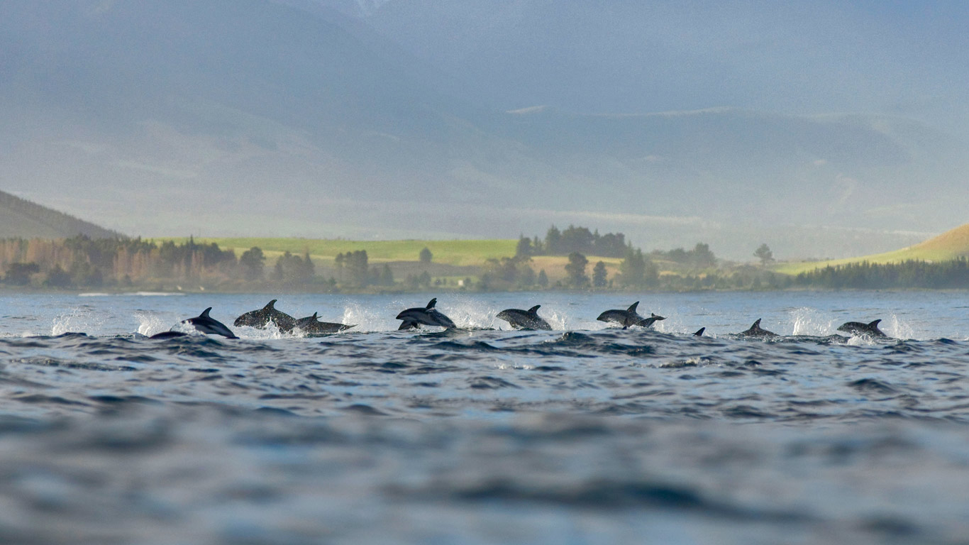 A pod of dusky dolphins at Kaikoura, New Zealand (© Terry Whittaker/Alamy)(Bing United Kingdom)