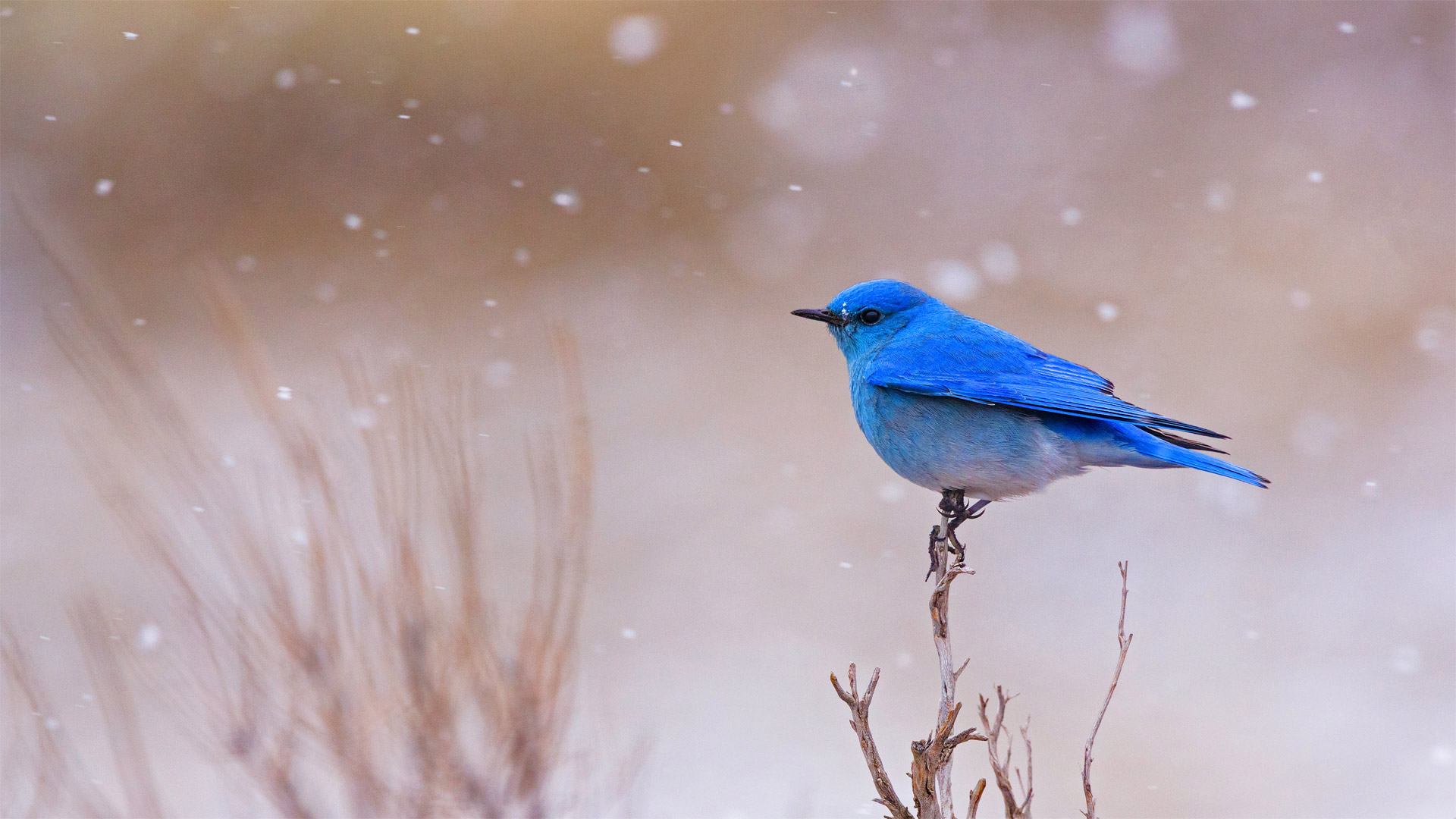 Male mountain bluebird in Yellowstone National Park, Wyoming, USA (© Jason Savage/Tandem Stills + Motion)(Bing United Kingdom)