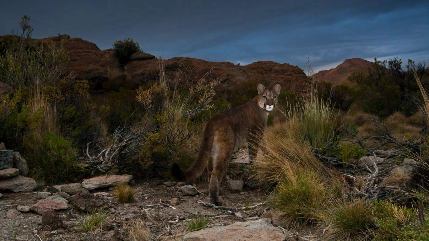 Ein Puma in den Anden, im Nordwesten Argentiniens (© Sebastian Kennerknecht/Minden Pictures)(Bing Deutschland)