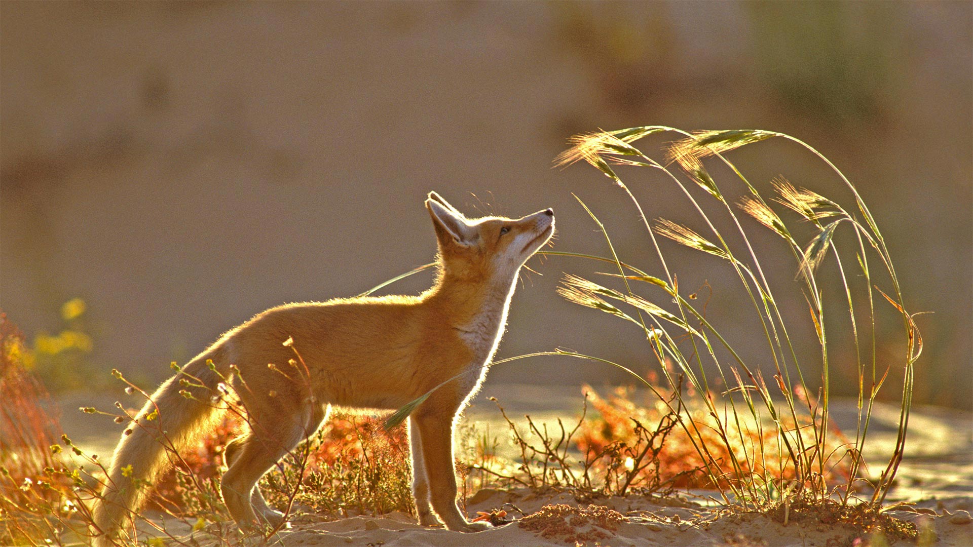 Rotfuchs (© Yossi Eshbol/Minden Pictures)(Bing Deutschland)