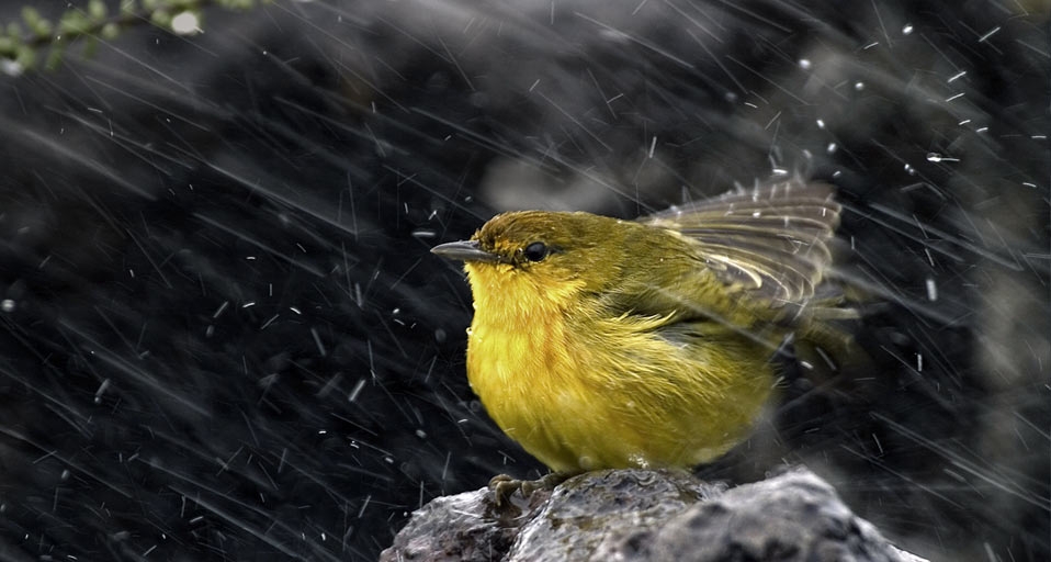 Finch (© Sodapix /Photolibrary) &copy; (Bing United Kingdom)