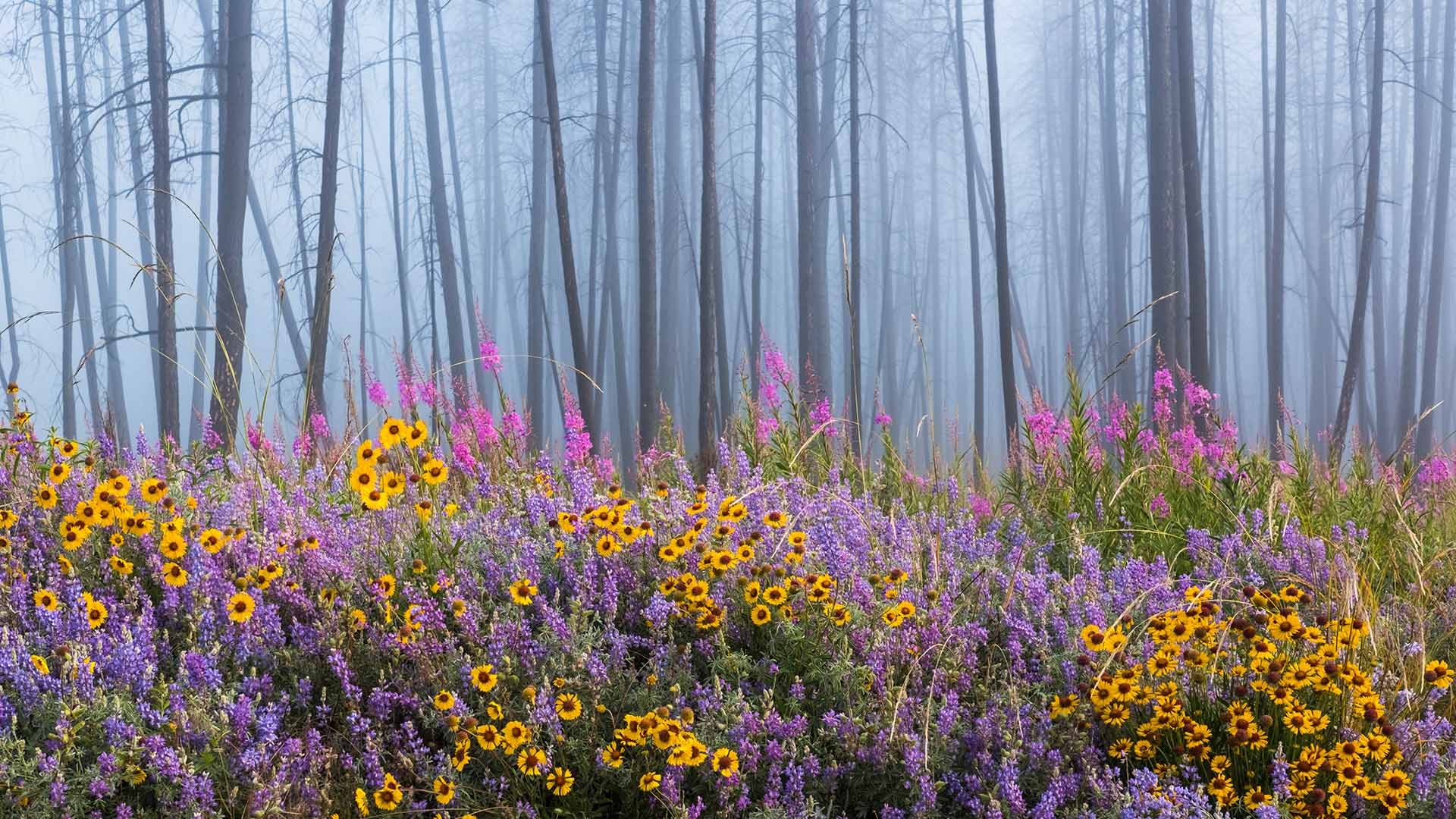 Wildflowers in Kettle River Recreation Area, British Columbia, Canada (© Debra Brash/plainpicture)(Bing United Kingdom)