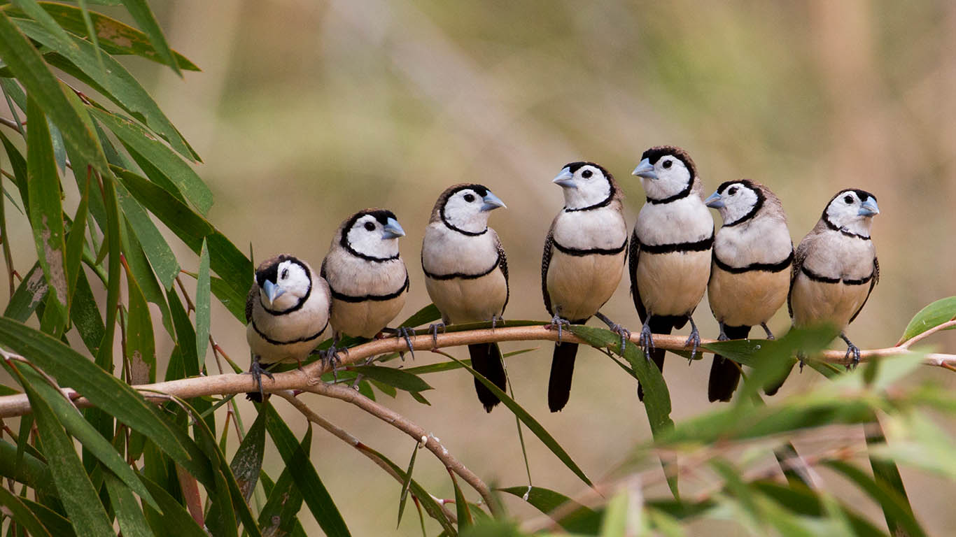 Double-barred finch flock at Gregory River, Queensland, Australia (© Martin Willis/Minden Pictures)(Bing Australia)
