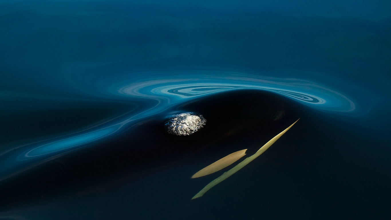 Killer Whale (Orcinus orca) off Northern Vancouver Island, B.C. (© Rolf Hicker/Getty Images)(Bing Canada)