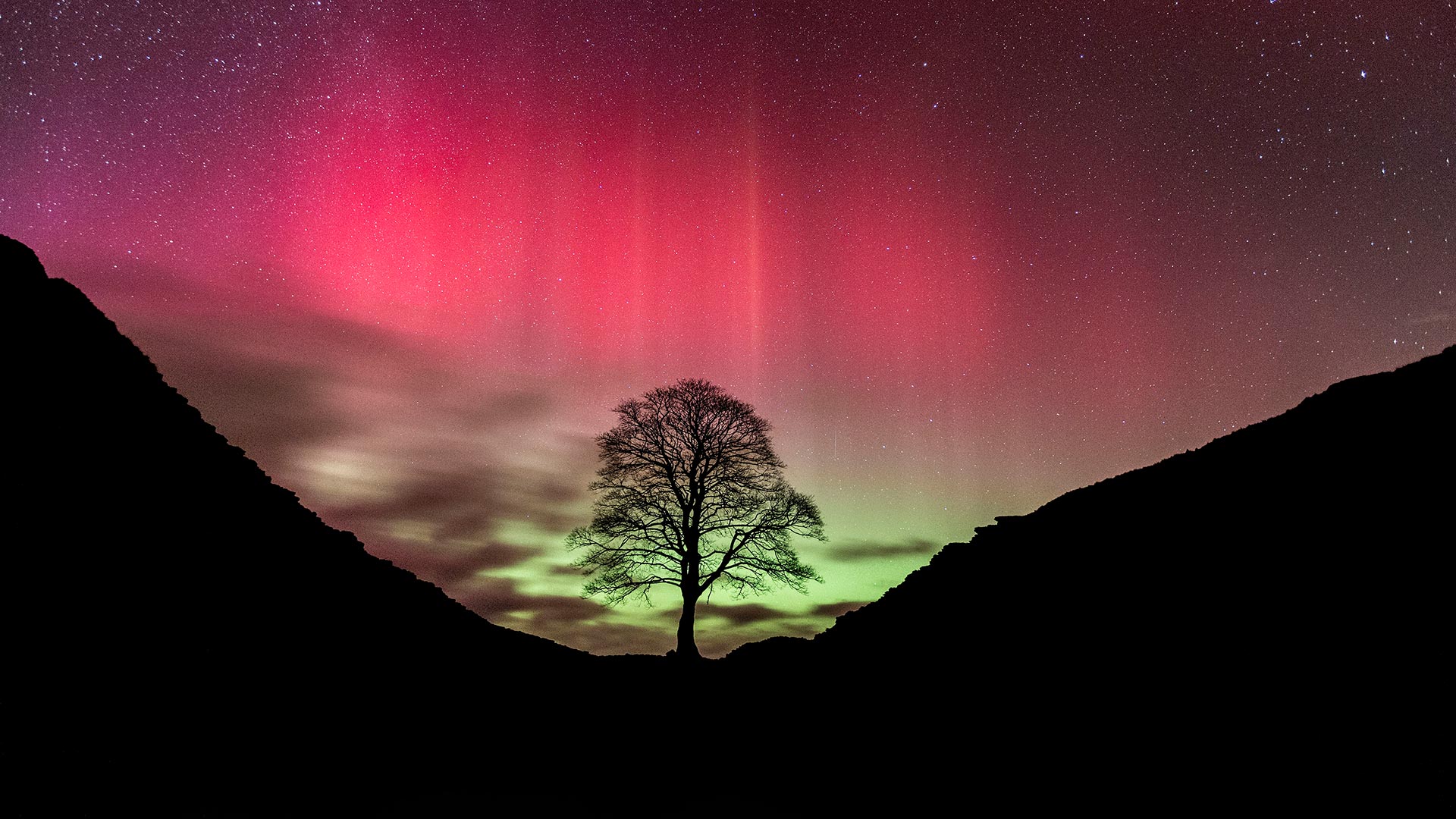 Polarlicht über Sycamore Gap, Hadrianswall, Northumberland, England, Vereinigtes Königreich (© Guy Edwardes/NPL/Minden Pictures)(Bing Deutschland)
