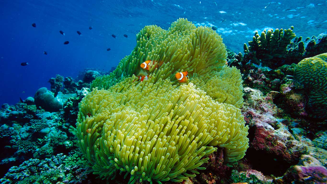 Magnificent sea anemone host with blackfinned clownfish (© Chris Newbert/Minden Pictures)(Bing United Kingdom)
