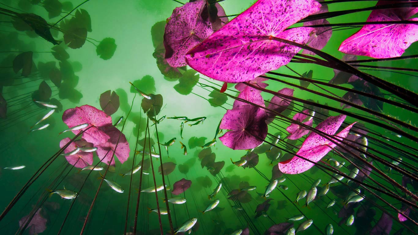An underwater view of Aktun Ha cenote near Tulum, Quintana Roo, Mexico (© Christian Vizl/Tandem Stills + Motion)(Bing United Kingdom)