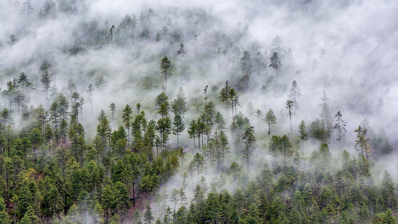 【今日霜降】林芝市的云雾森林，西藏高原 (© Media Drum World/Aurora Photos)(Bing China)