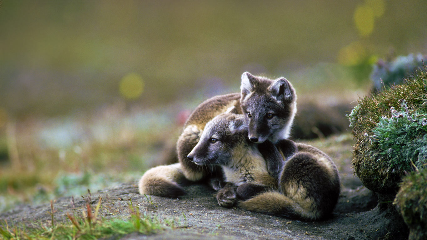 Arctic fox kits on Wrangel Island, Russia (© Owen Newman/Getty Images)(Bing United Kingdom)