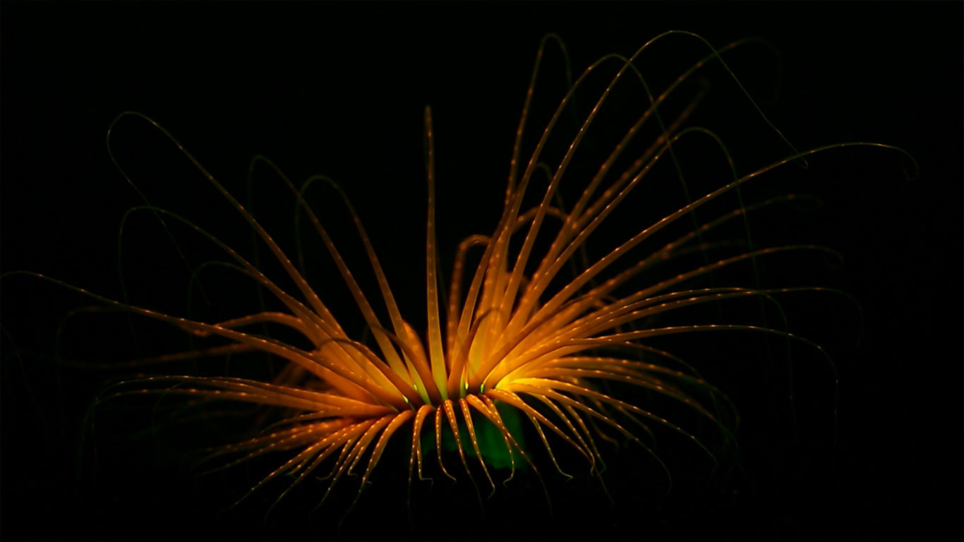 Time-lapse of a tube anemone (© Coral Morphologic)(Bing United Kingdom)